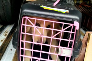 Com uma caixa tão pequena, o animal não conseguia se movimentar e nem mesmo ficar em pé