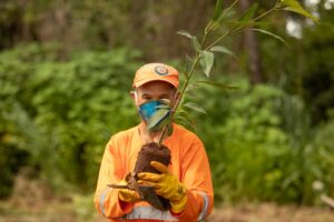 Mudas nativas serão doadas em Anápolis
