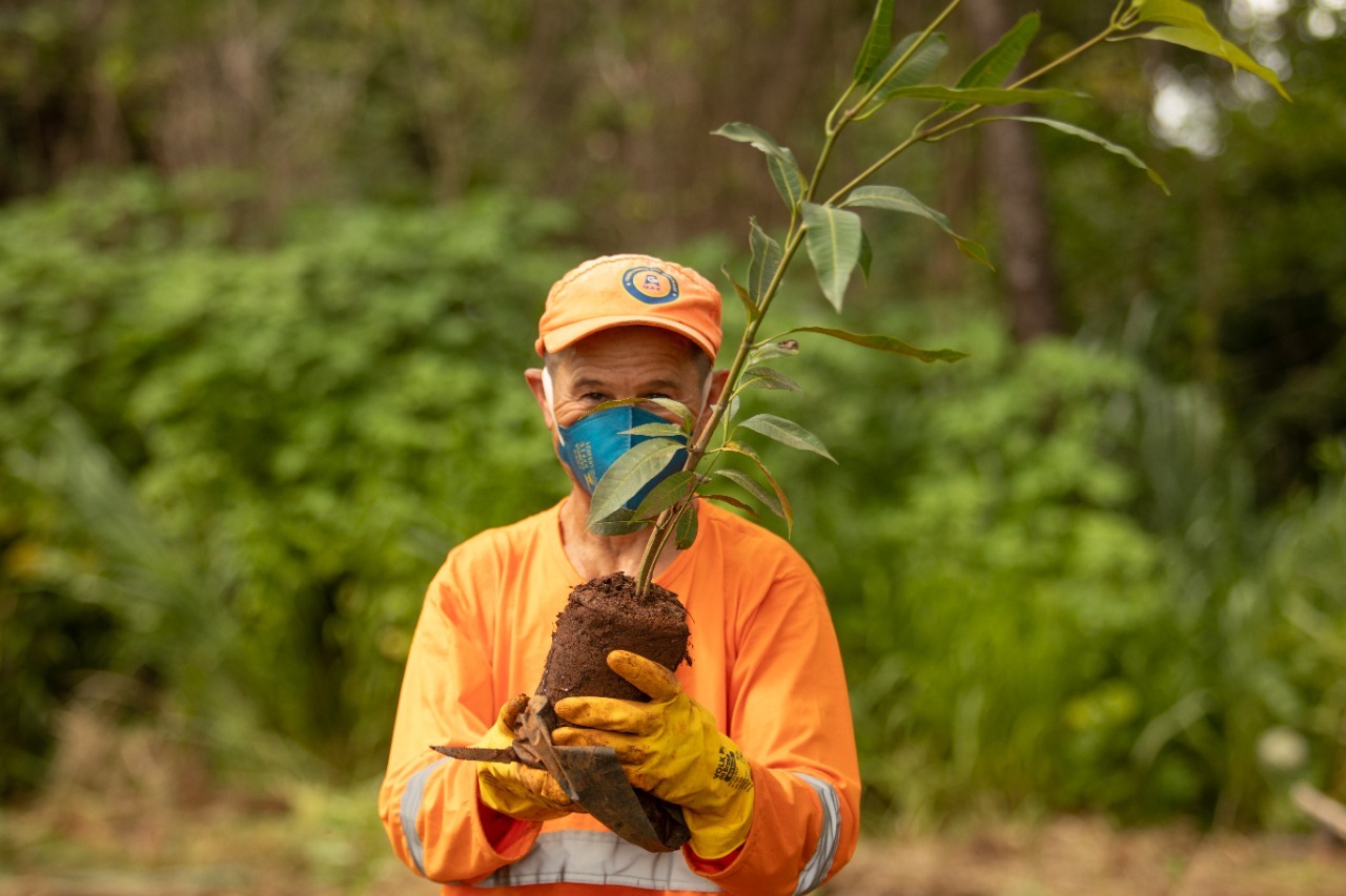 Mudas nativas serão doadas em Anápolis