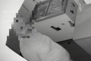 Ladrão invade loja no setor Bueno e causa prejuízo de R$1,2 mil em Goiânia