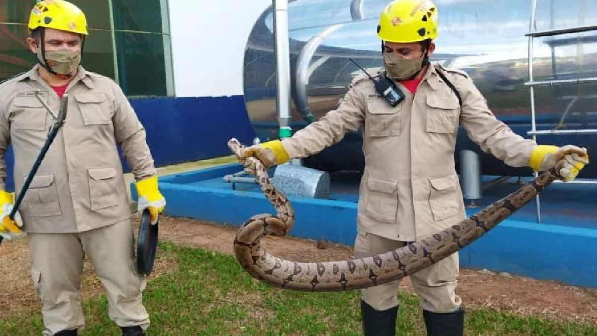 Jibóia de 2 metros é resgatada em frigorífico de Iporá: veja o vídeo