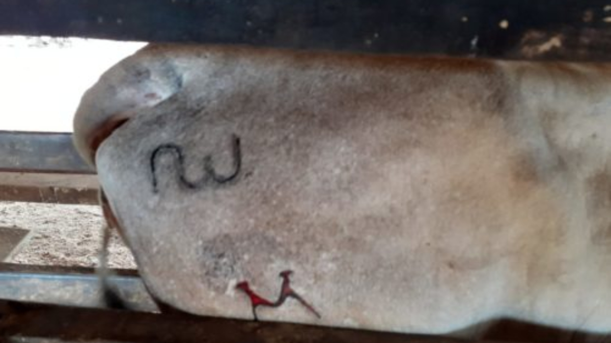 A polícia afirma que muitos animais sofriam maus-tratos ao serem transportados em caminhões lotados.