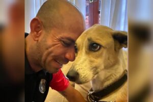 Cadela Pandora está desnutrida, desidratada e com fraqueza, aponta laudo