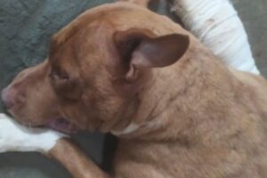 Cadela pitbull não resistiu aos ferimentos. (Foto: Reprodução)