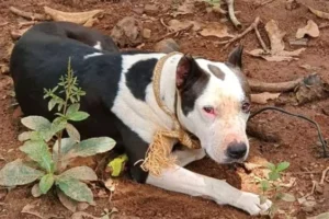 Pit bull ataca menino em Nerópolis.