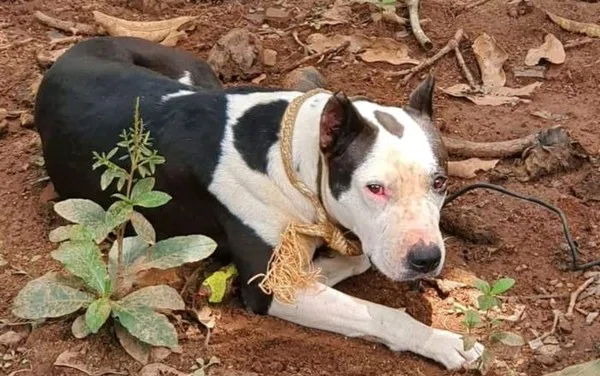 Pit bull ataca menino em Nerópolis.