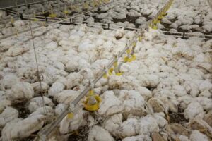 Após queda de energia em granja, mais de 120 mil aves morrem em Morrinhos