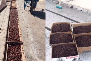 Em meio a onda de calor, cidade argentina é invadida por besouros