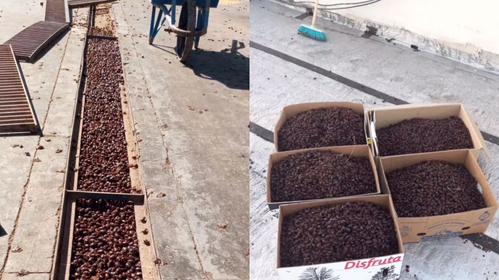 Em meio a onda de calor, cidade argentina é invadida por besouros