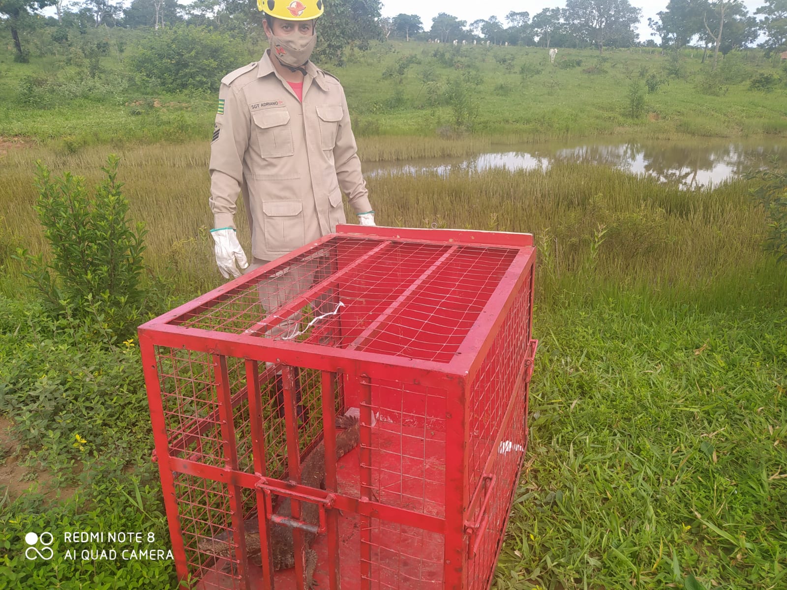 Morador de Urutaí encontra jacaré de um metro na porta de casa e aciona bombeiros (Foto: Bombeiros)