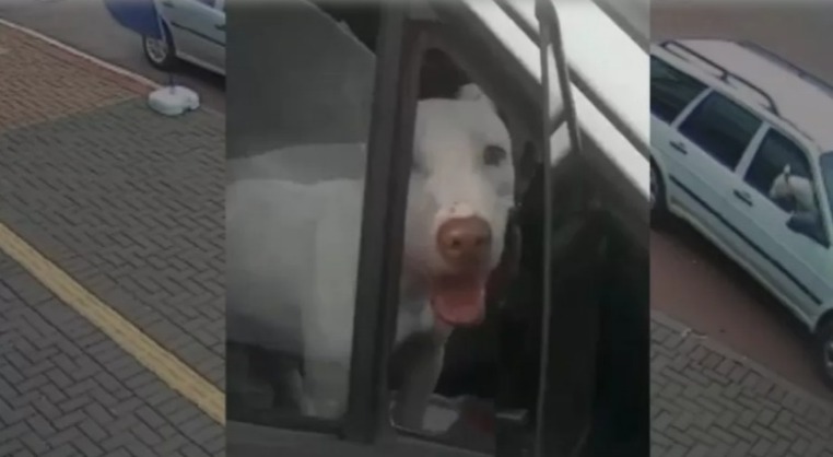 Cachorro é flagrado em carro andando de ré e sem motorista no Paraná