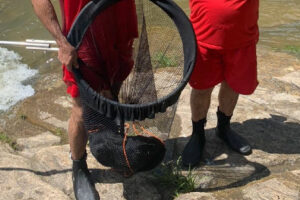 Cachorro fica preso no alto de cachoeira em Pirenópolis e precisa de resgate
