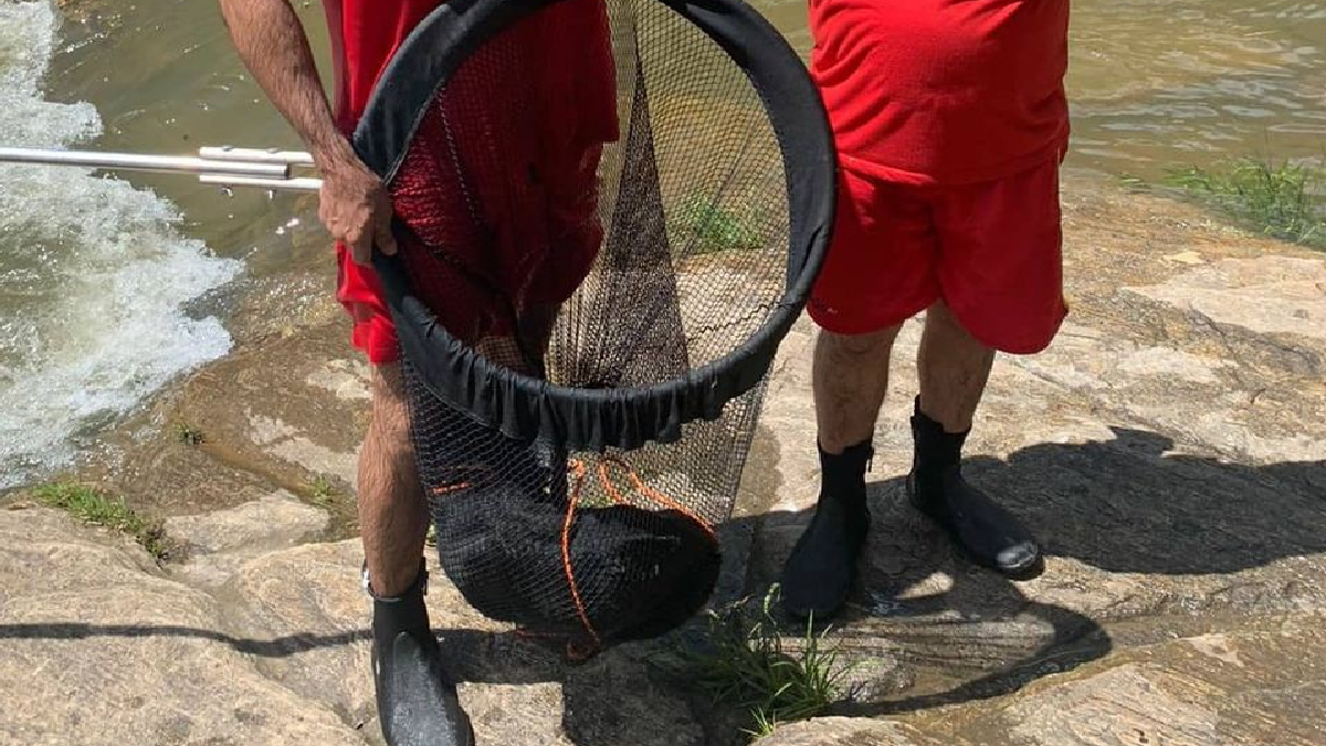 Cachorro fica preso no alto de cachoeira em Pirenópolis e precisa de resgate