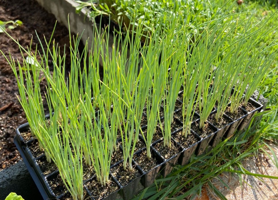 Horta comunitária do Shopping Cerrado distribuirá hortaliças para a comunidade local