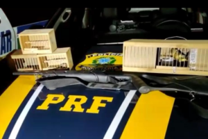 Homem é preso por transporte ilegal de aves silvestres em Uruaçu