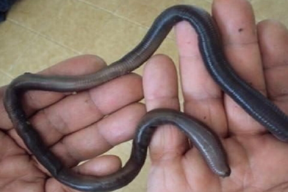 Minhocuçus: A espécie também é conhecida como minhoca gigante e é protegida por Lei ambiental e seu transporte precisa de autorização (Foto: Reprodução - Mundo Ecologia)