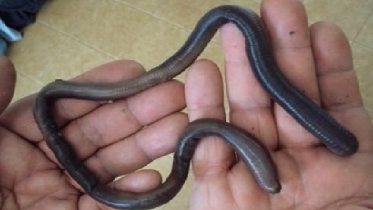 Minhocuçus: A espécie também é conhecida como minhoca gigante e é protegida por Lei ambiental e seu transporte precisa de autorização (Foto: Reprodução - Mundo Ecologia)