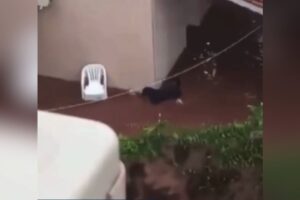Rottweiler tenta salvar outros dois cães durante enchente em São Paulo; Vídeo