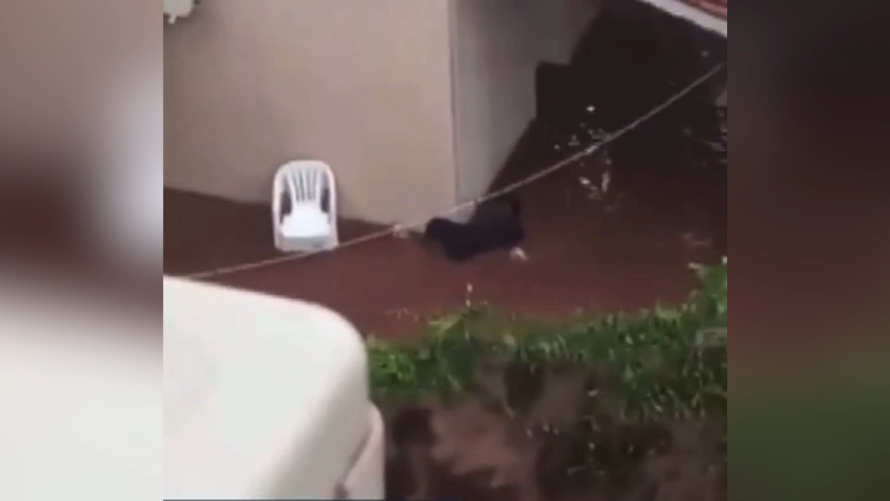 Rottweiler tenta salvar outros dois cães durante enchente em São Paulo; Vídeo