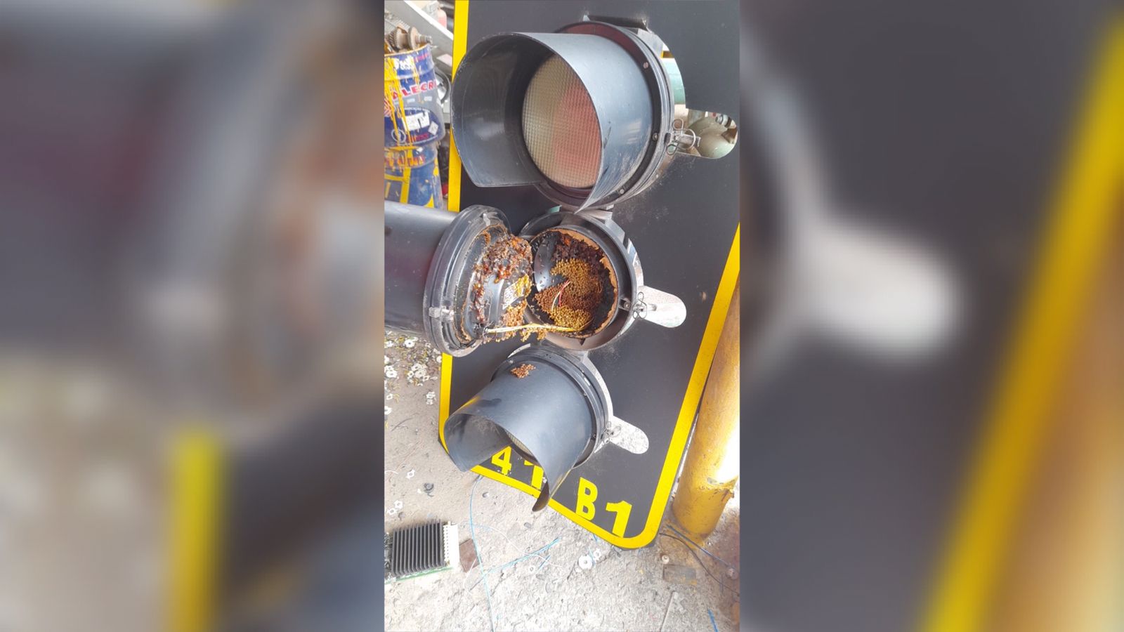 Após defeito em semáforo de Goiânia, SMM descobre colmeia de abelhas no equipamento