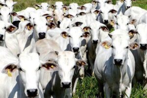 Pecuaristas goianos querem doar gado para reeleição de Bolsonaro