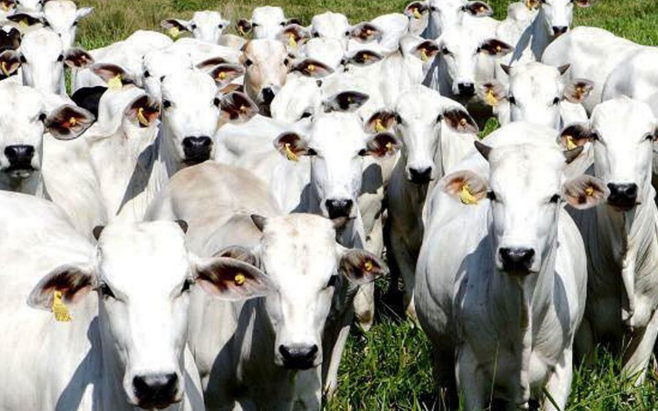 Pecuaristas goianos querem doar gado para reeleição de Bolsonaro