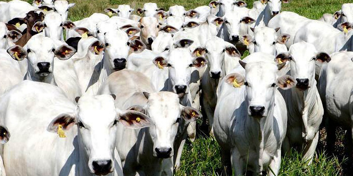 Pecuaristas goianos querem doar gado para reeleição de Bolsonaro