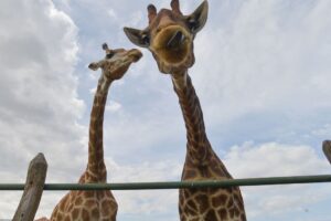PF recolhe 15 girafas em resort e prende duas pessoas
