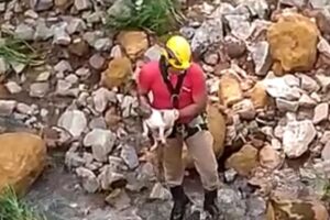 Cachorro estava em meio a uma riacho com pedras. (Foto: Captura)