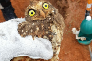 Filhote de coruja é resgatado de fundação de obra em Catalão