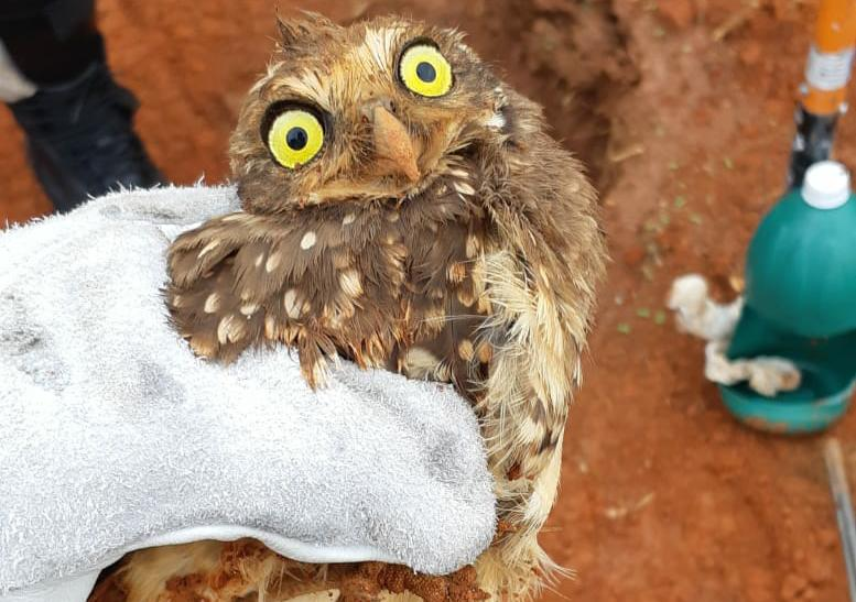 Filhote de coruja é resgatado de fundação de obra em Catalão
