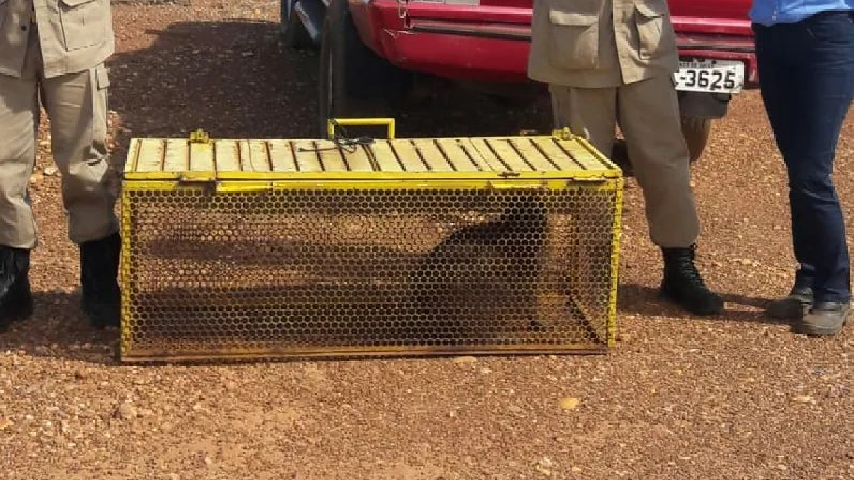 Logo após o resgate os bombeiros levaram a capivara para seu habitat natural