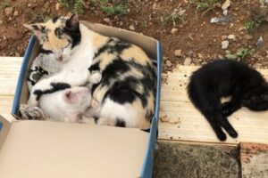 Uma moradora de Leopoldo de Bulhões denunciou ao Mais Goiás que está havendo um envenenamento em massa de gatos no Centro da cidade. Até o momento da publicação da reportagem, 14 animais já haviam sido assassinados. “Isso é crime. São vidas! Fiquei muito triste e chorei muito. Eles eram tão inofensivos!”.