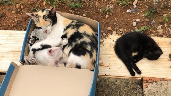 Uma moradora de Leopoldo de Bulhões denunciou ao Mais Goiás que está havendo um envenenamento em massa de gatos no Centro da cidade. Até o momento da publicação da reportagem, 14 animais já haviam sido assassinados. “Isso é crime. São vidas! Fiquei muito triste e chorei muito. Eles eram tão inofensivos!”.