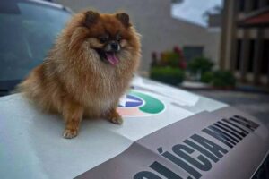 Maru, cachorro roubado durante passeio em Florianópolis (Foto: Polícia Militar de SC)