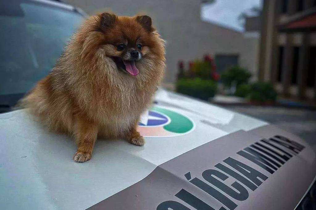 Maru, cachorro roubado durante passeio em Florianópolis (Foto: Polícia Militar de SC)
