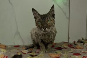 O Grupo de Protetores de Animais informou nesta terça-feira (22) que o gato que ficou cego após ter sido mergulhado no cimento, em Goiânia, na realidade é fêmea e está prenha. A descoberta aconteceu após algumas sessões de tosa, feitas para a remoção do concreto que permanece no pelo do animal.