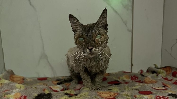 O Grupo de Protetores de Animais informou nesta terça-feira (22) que o gato que ficou cego após ter sido mergulhado no cimento, em Goiânia, na realidade é fêmea e está prenha. A descoberta aconteceu após algumas sessões de tosa, feitas para a remoção do concreto que permanece no pelo do animal.