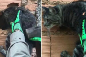 O Corpo de Bombeiros precisou quebrar a parede de uma casa para conseguir resgatar um gato cego que ficou preso. O caso aconteceu na manhã desta sexta-feira (11), no Centro da cidade de Ipameri. Aos bombeiros, a dona do animal disse que acredita que o felino tenha passado a noite inteira com a cabeça presa no muro.