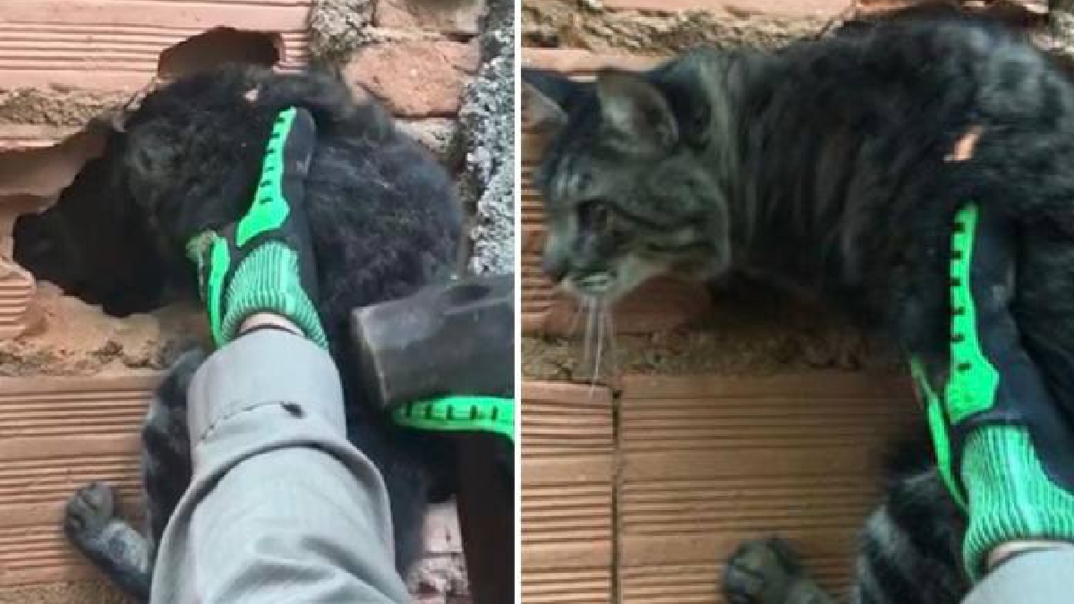 O Corpo de Bombeiros precisou quebrar a parede de uma casa para conseguir resgatar um gato cego que ficou preso. O caso aconteceu na manhã desta sexta-feira (11), no Centro da cidade de Ipameri. Aos bombeiros, a dona do animal disse que acredita que o felino tenha passado a noite inteira com a cabeça presa no muro.