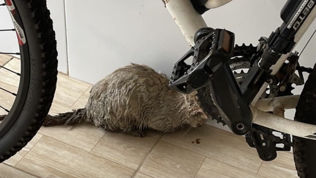 Ao que tudo indica, o animal vivia em situação de abandono nas ruas.