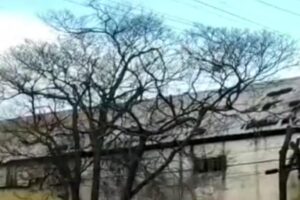 Poda de árvore atinge rede elétrica e deixa três bairros sem energia em Catalão