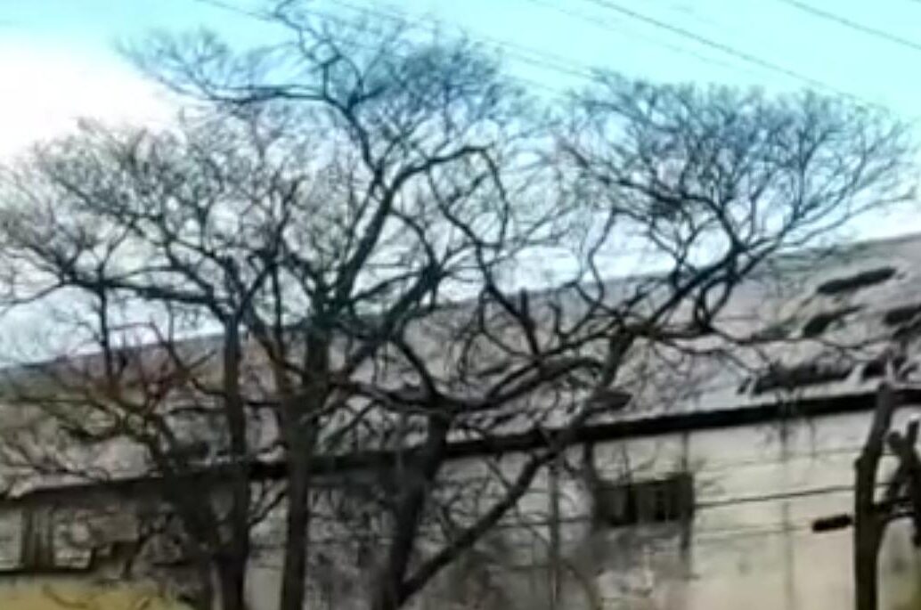 Poda de árvore atinge rede elétrica e deixa três bairros sem energia em Catalão