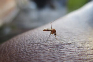 Governo de Goiás confirma quatro mortes por dengue este ano