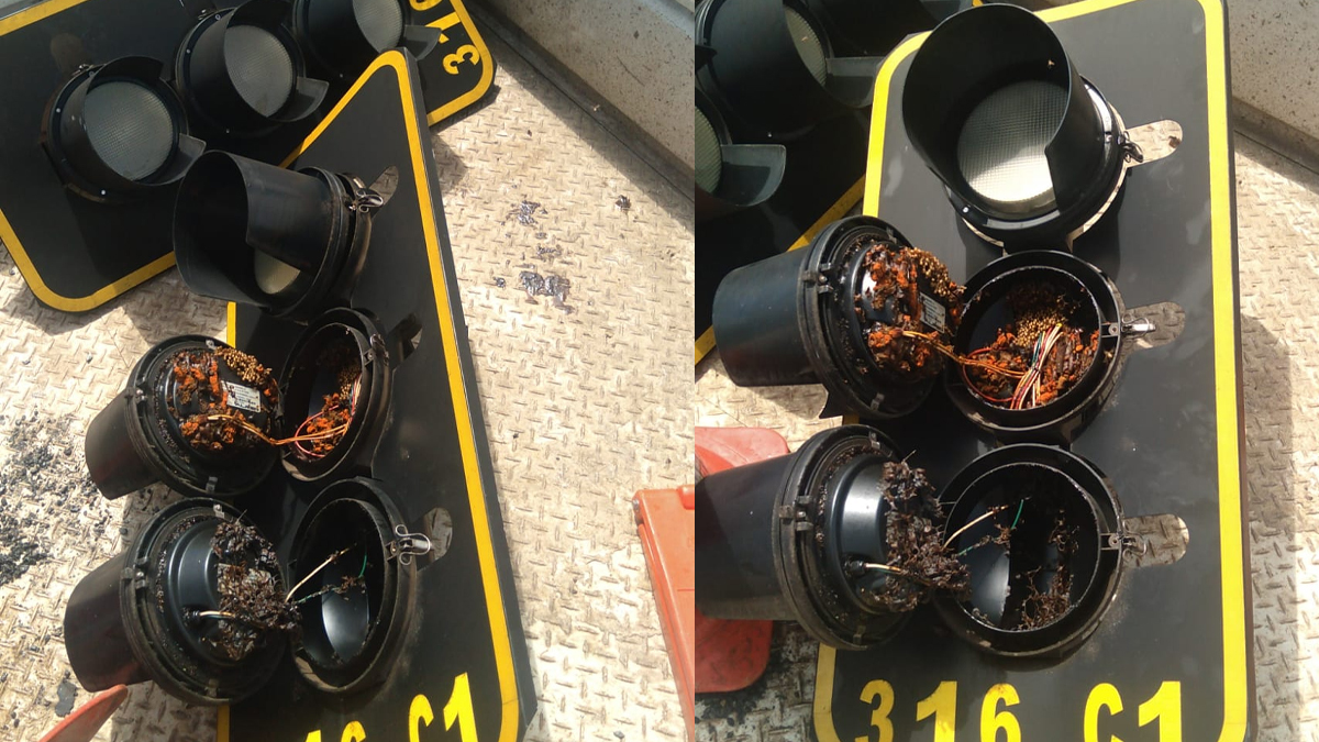 Pela 3ª vez no ano, servidores da Mobilidade de Goiânia acham colmeia em semáforo