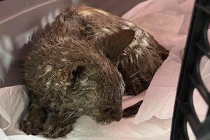 Um gato ficou cego após ter sido mergulhado no cimento durante um crime de maus-tratos, no último sábado (19), em Goiânia. Até o momento, o Grupo de Protetores de Animais não tem informações sobre quem é o responsável pelo crime. Ao que tudo indica, o animal vivia em situação de abandono nas ruas.