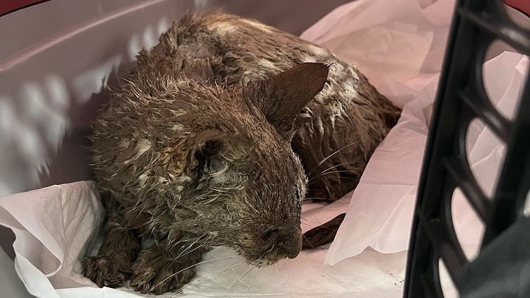 Um gato ficou cego após ter sido mergulhado no cimento durante um crime de maus-tratos, no último sábado (19), em Goiânia. Até o momento, o Grupo de Protetores de Animais não tem informações sobre quem é o responsável pelo crime. Ao que tudo indica, o animal vivia em situação de abandono nas ruas.