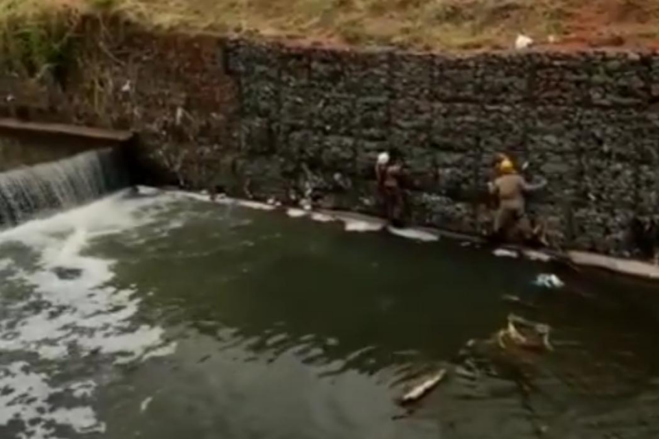 Bombeiros resgatam cachorro que caiu em córrego da Marginal Botafogo em Goiânia