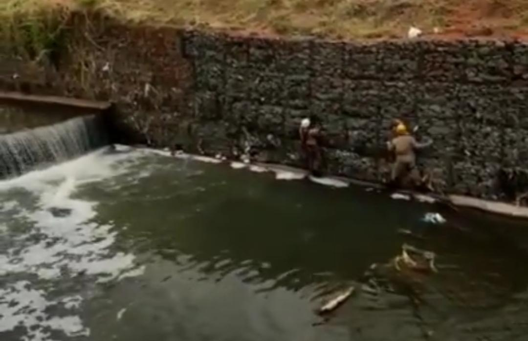 Bombeiros resgatam cachorro que caiu em córrego da Marginal Botafogo em Goiânia