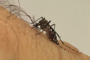 UFG desenvolve método para controle biológico de Aedes aegypti